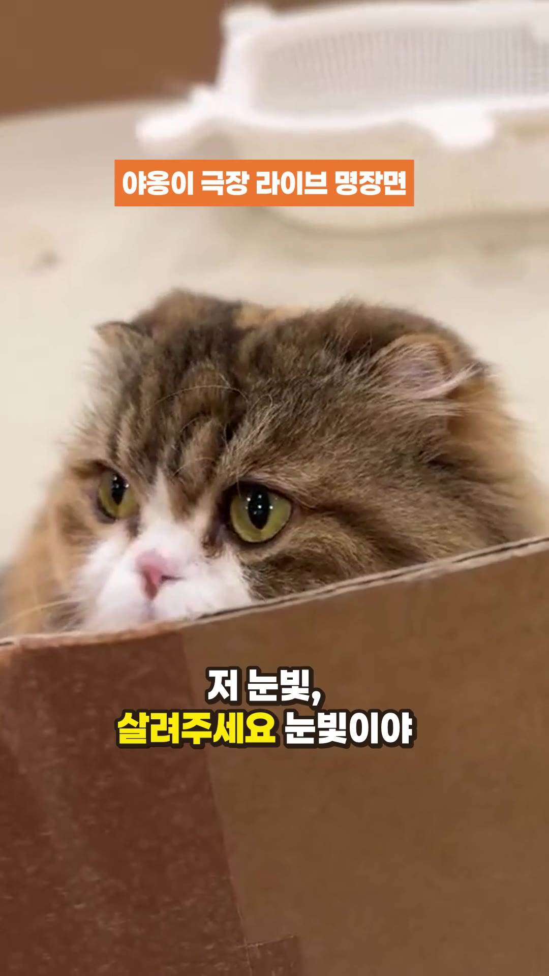 猫のコロッセオを作った！ ニャンコ劇場ライブ — ハイライト
