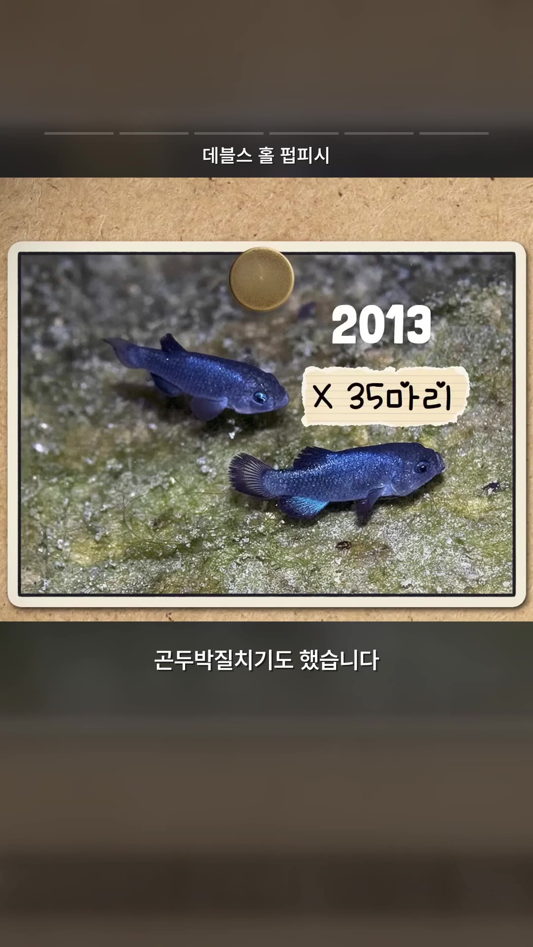 しかも魚が…200匹も残っていない魚の砂漠孤立記! — ハイライト
