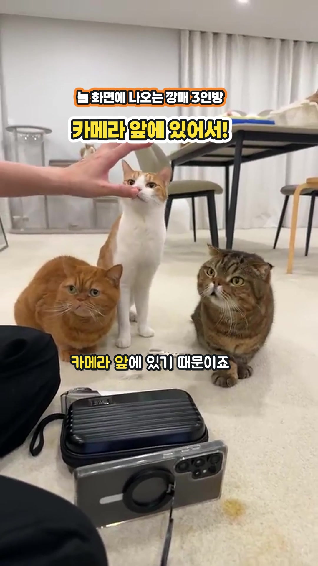 この子たちがよく画面に映る理由がわかる猫ライブ — ハイライト