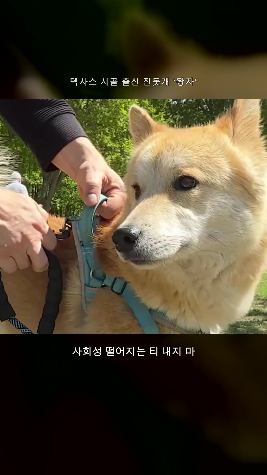「あの犬は何?」珍島犬をアメリカの公園に連れて行ったら、人気が大爆発しました(笑)— ハイライト