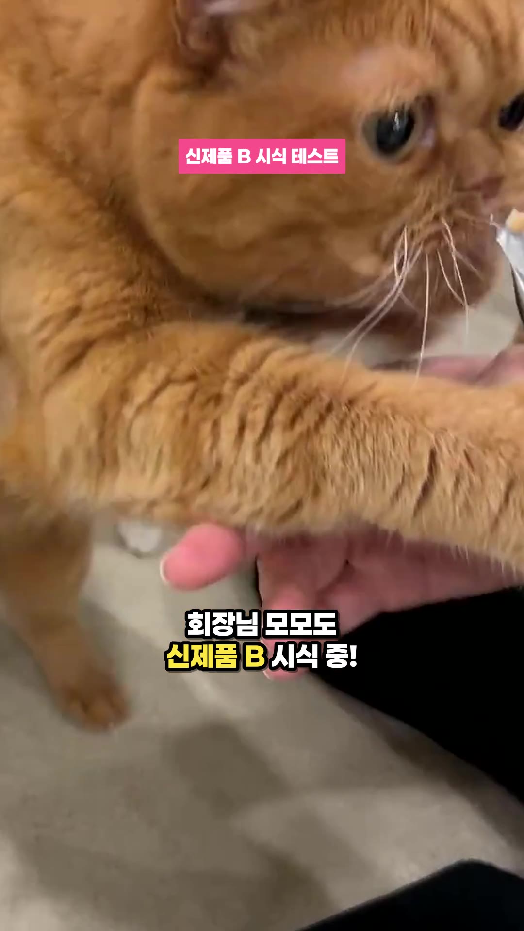 모모의 건강 상태를 공유드려요. — 하이라이트