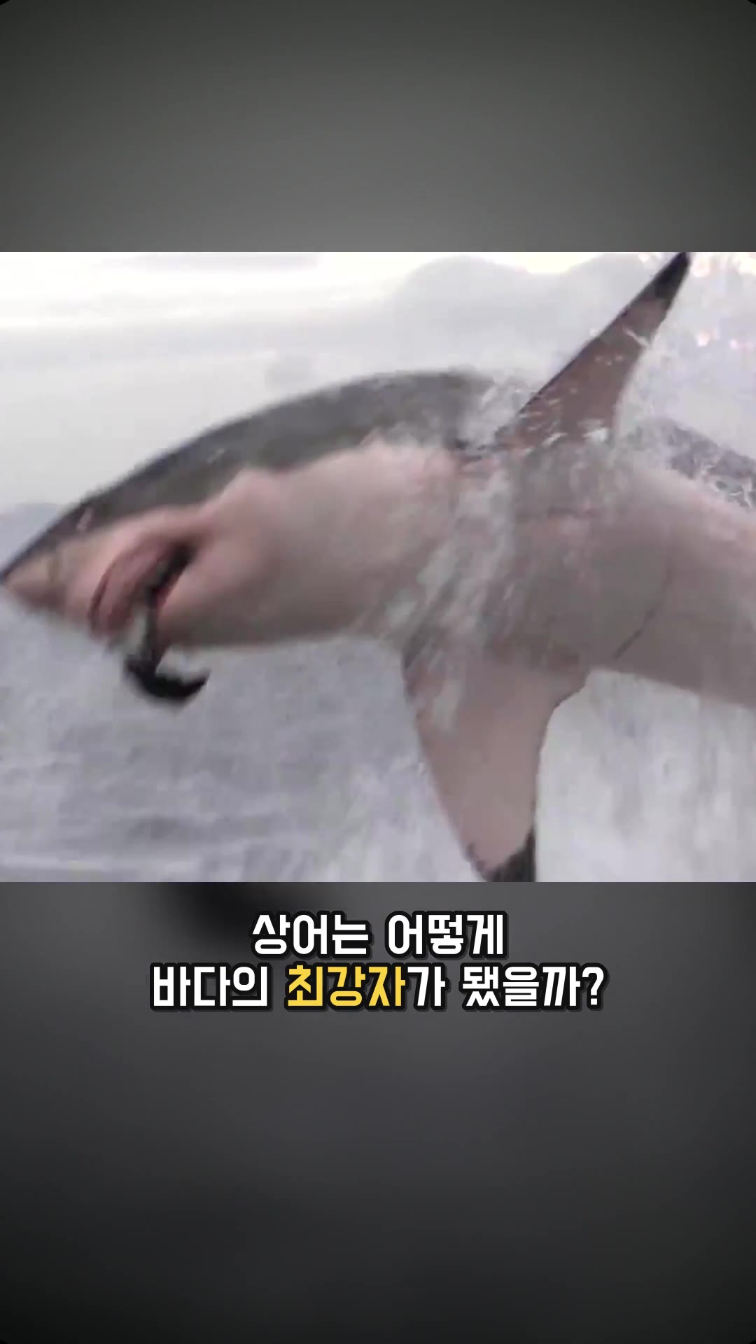 상어는 어떻게 상어가 됐을까?🦈｜상어의 기원 — 하이라이트