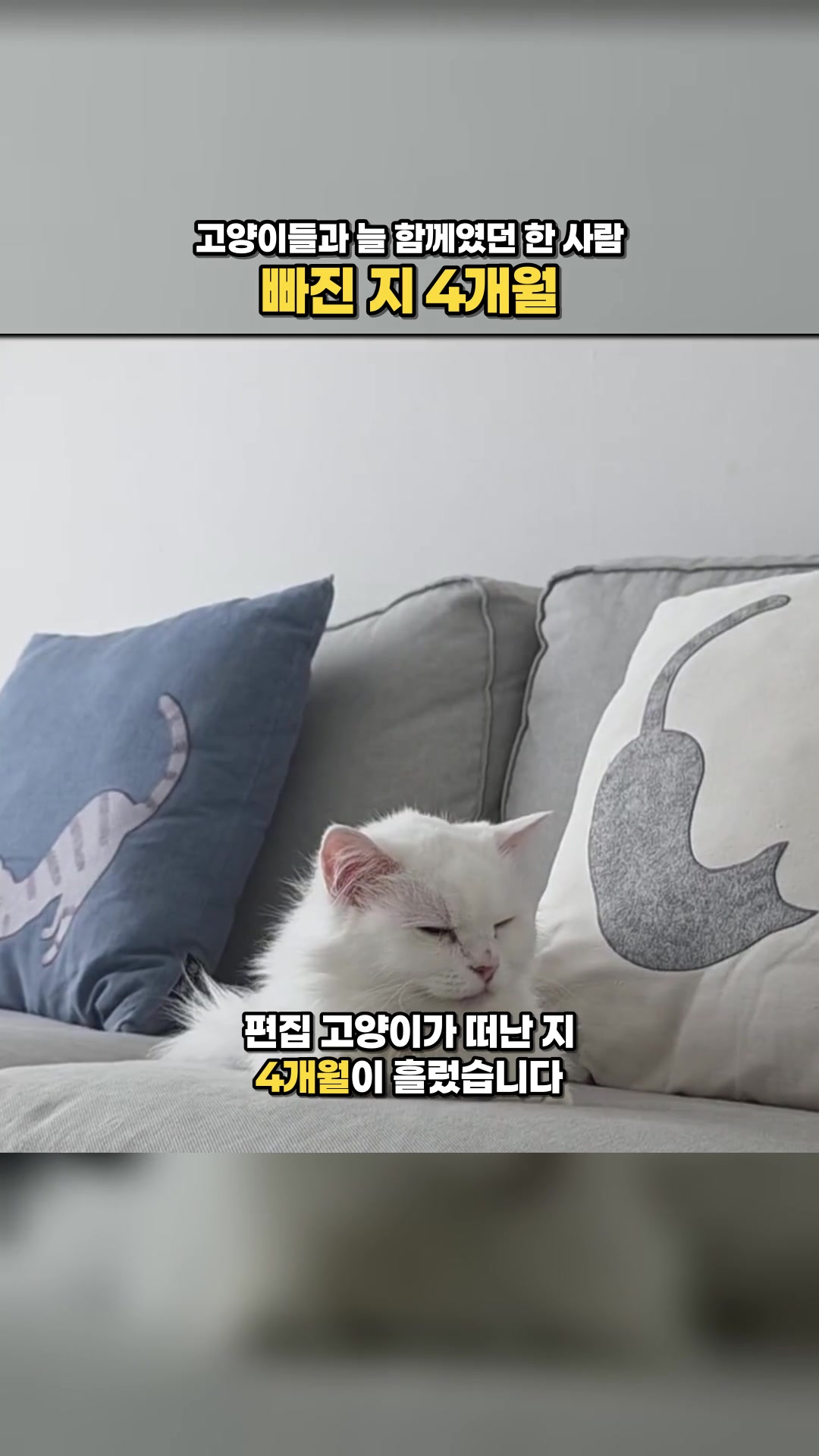 4 Months Without the One Who Was Always With the Cats — Highlights