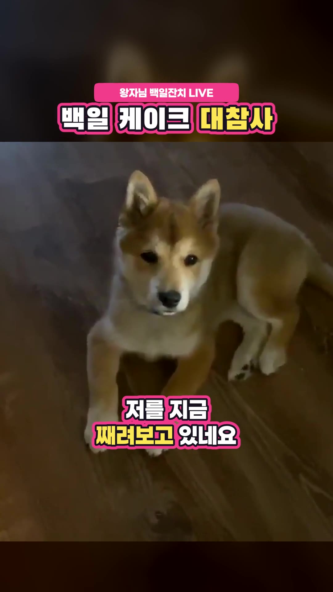 [다시보기] 왕자님의 백일잔치에 여러분을 초대합니다! — 하이라이트