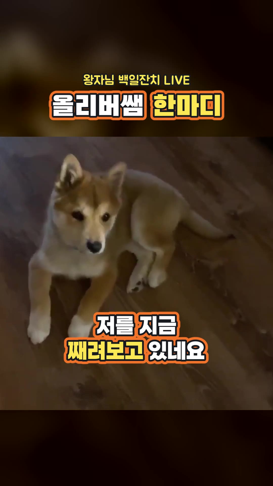 [다시보기] 왕자님의 백일잔치에 여러분을 초대합니다! — 하이라이트