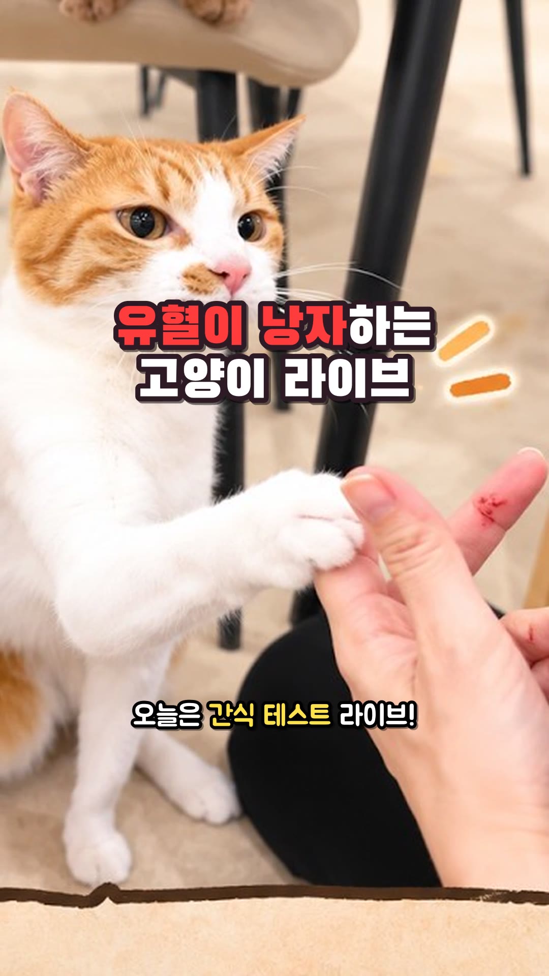 血まみれの猫ライブ — ハイライト